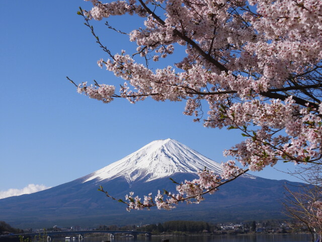 河口湖の桜満開