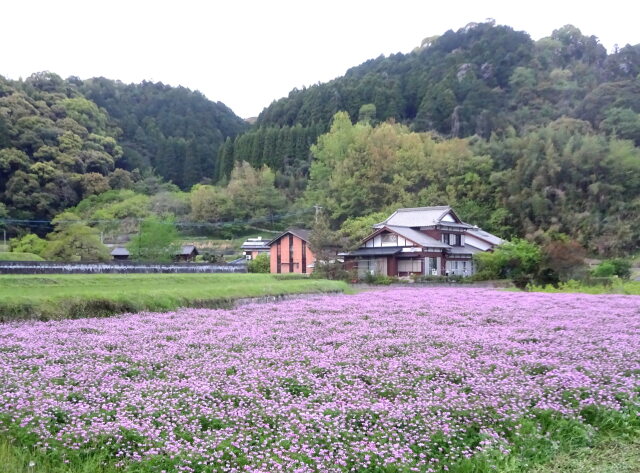 里にレンゲの花が咲くころ