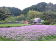 里にレンゲの花が咲くころ