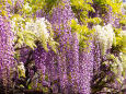藤の花