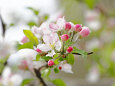 りんごの花
