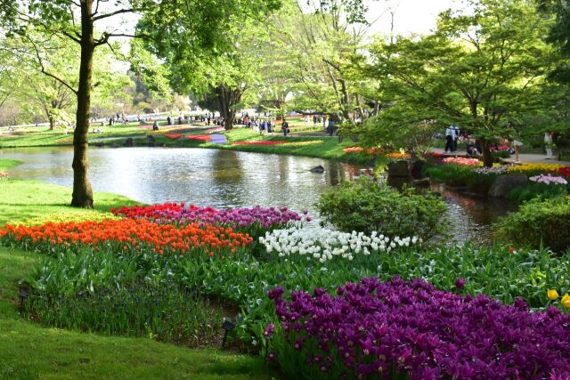 チューリップ畑