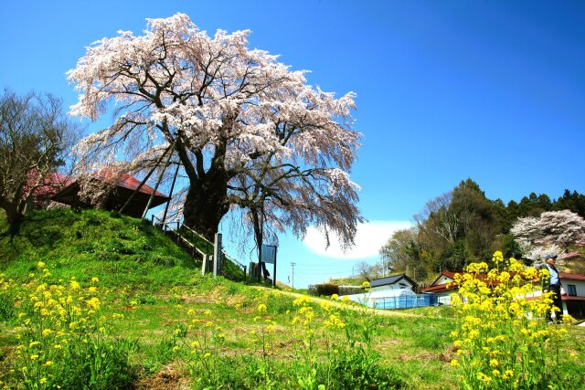 上石の不動桜