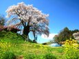 上石の不動桜