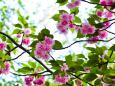 八重桜
