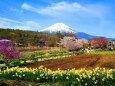 忍野八海