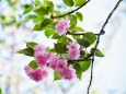 八重桜