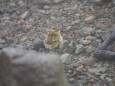 継子岳のチビ雷鳥4