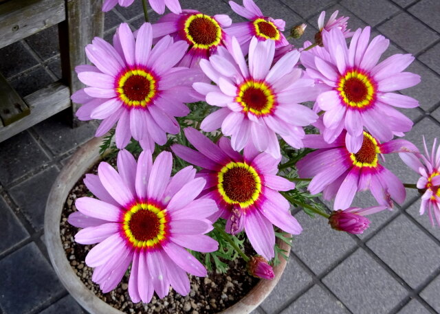 大きな目のお花さん