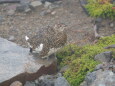 三の池のママ雷鳥