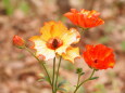 橙色の花