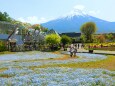 富士山ネモフィラ鯉のぼり