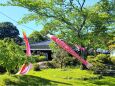新緑古民家鯉のぼり