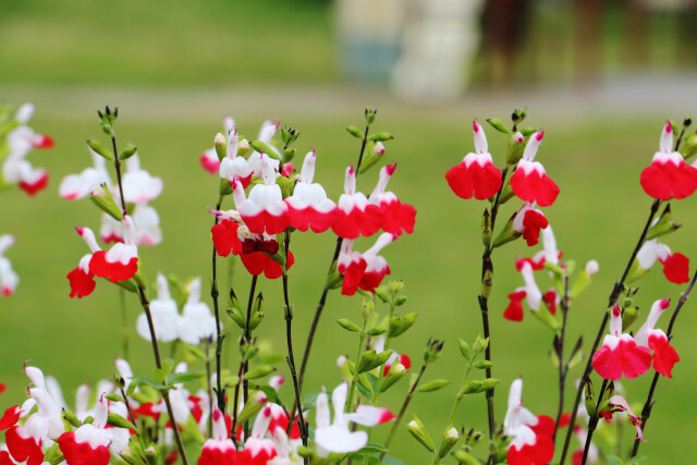 チェリーセージ