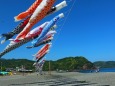 熊野七里御浜鯉のぼり