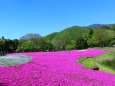 新緑と芝桜