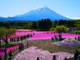 本栖湖芝桜