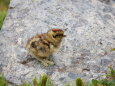 蝶ヶ岳のチビ雷鳥2
