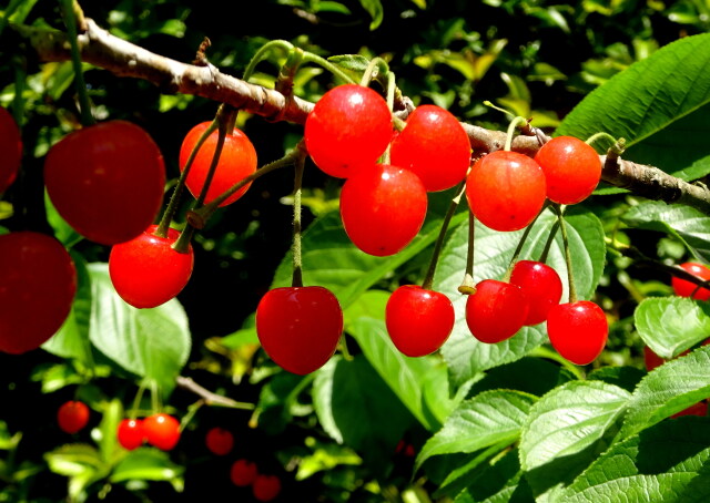 紅い宝石 サクランボ