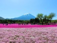 本栖湖芝桜