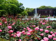 バラの花と噴水の5月の公園