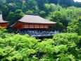新緑の中の清水寺