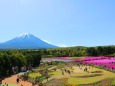 本栖湖芝桜
