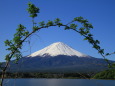 丸い枝の中に富士山