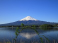 丸い枝に富士山