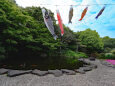 池の鯉