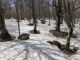 樹林の熱で溶かす雪