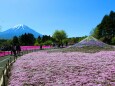 本栖湖芝桜