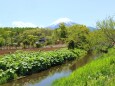 新緑の忍野八海