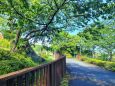 新緑の散歩道