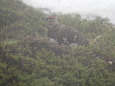 北ノ俣岳の雄雷鳥