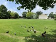 ハトの公園