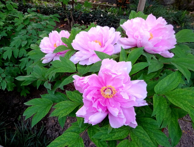 優しく咲いている牡丹の花