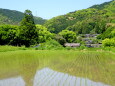 田植えされた新緑の静かな山村