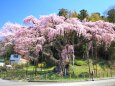 紅枝垂地蔵桜 