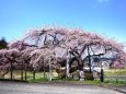 中島の地蔵桜