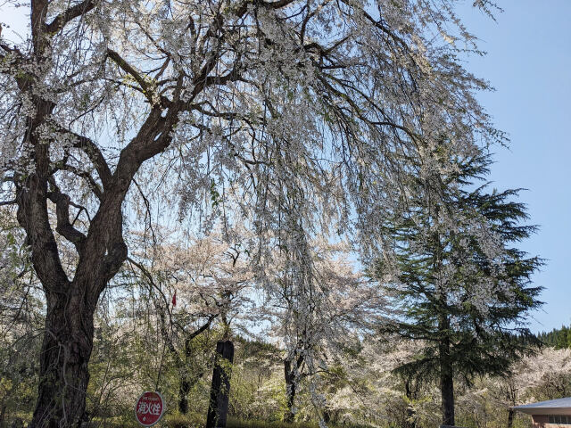 角館・枝垂桜の花びらが舞い散る