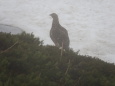 北ノ俣岳の雌雷鳥