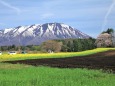 丸谷地菜の花畑