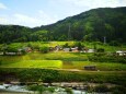 新緑の里山