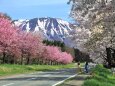 小岩井農場の桜並木