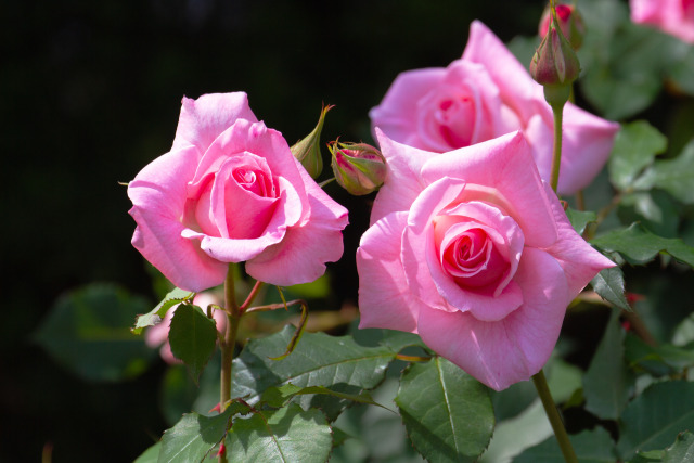 ブライダルピンク