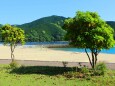 新緑と海
