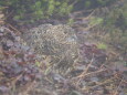 北ノ俣岳の雌雷鳥3