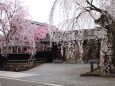 角館武家屋敷通りの桜 
