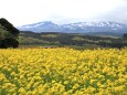 菜の花と鳥海山